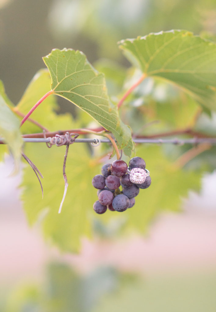 huge engagement ring hanging on purple grapes at vineyard