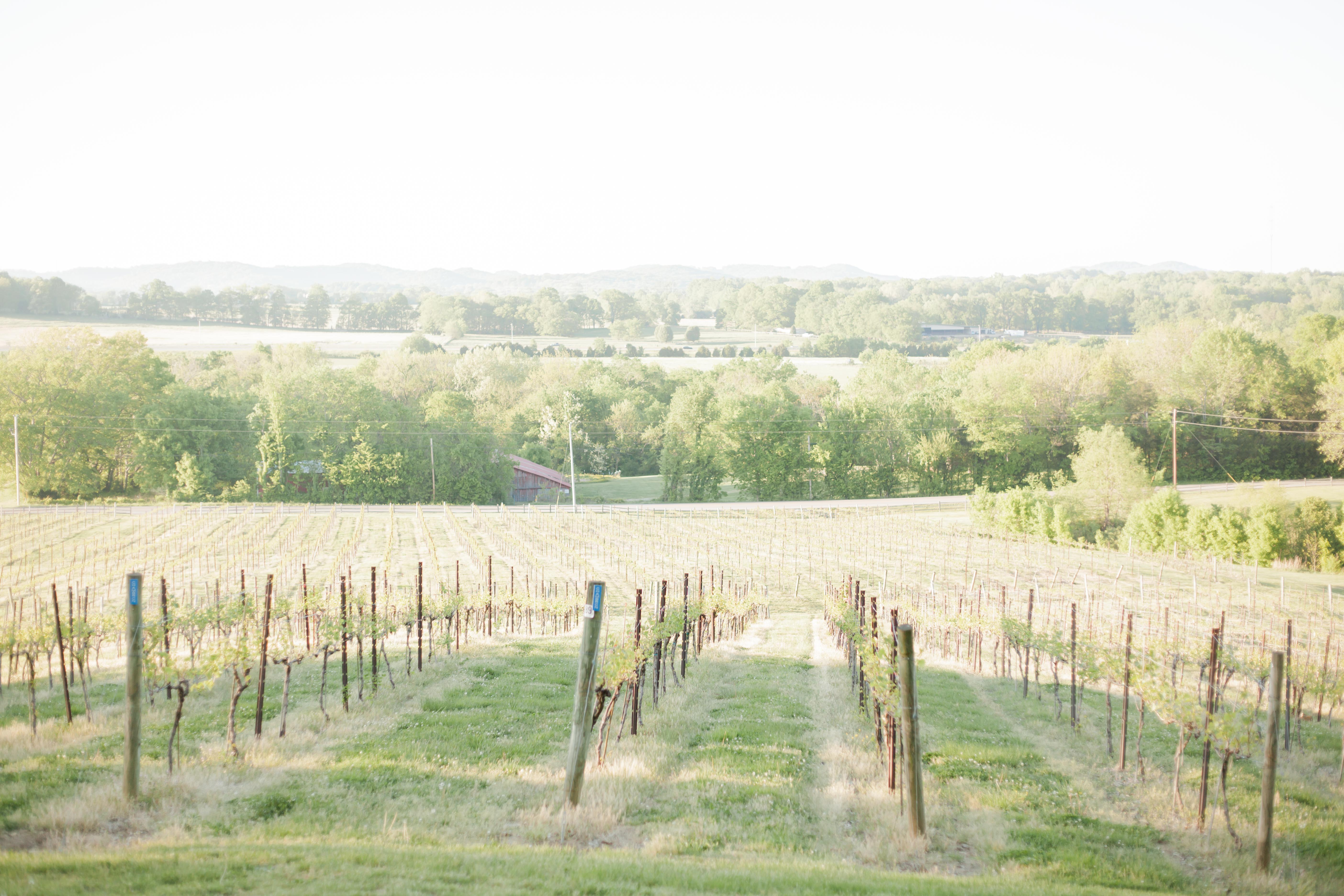 rows of vineyard vines in tennessee